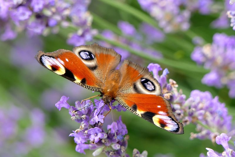 Butterfly Effect Solutions